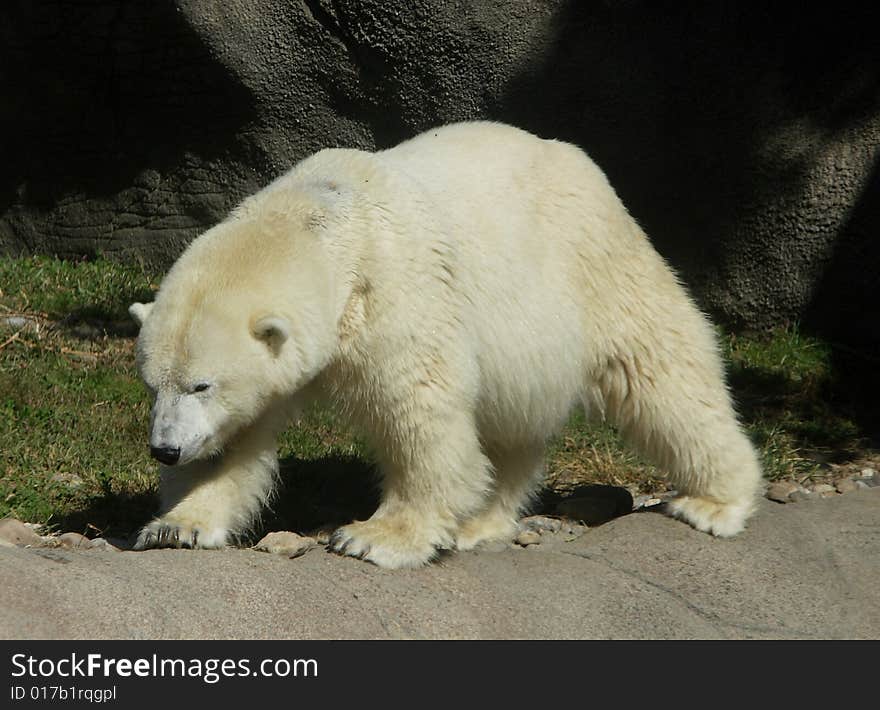 Polar Bear