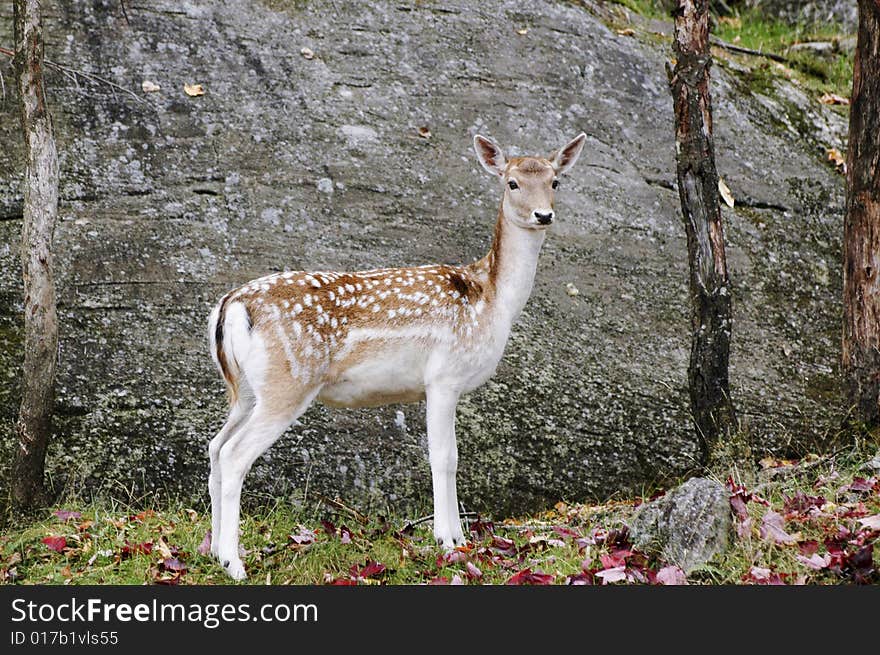 Mother waiting for her young one to finish grazing. Mother waiting for her young one to finish grazing.