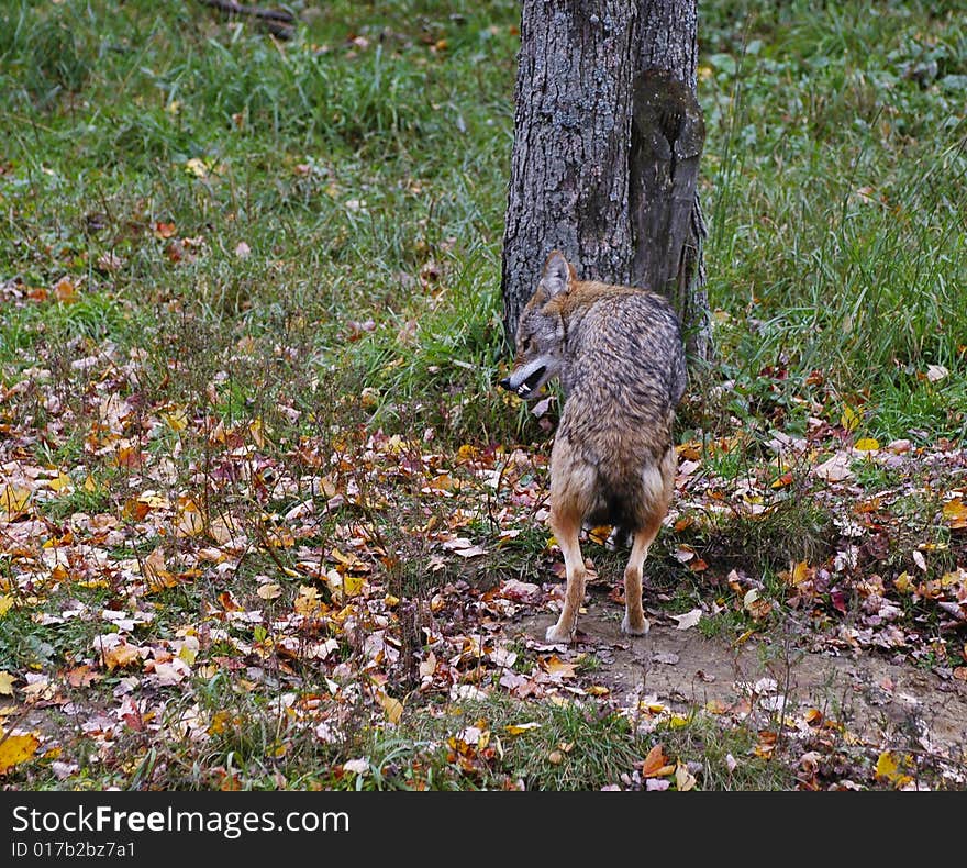 This Coyote was chased away by two others when he tried to enter their territory. He is walking with his tail between his legs and growling. This Coyote was chased away by two others when he tried to enter their territory. He is walking with his tail between his legs and growling.