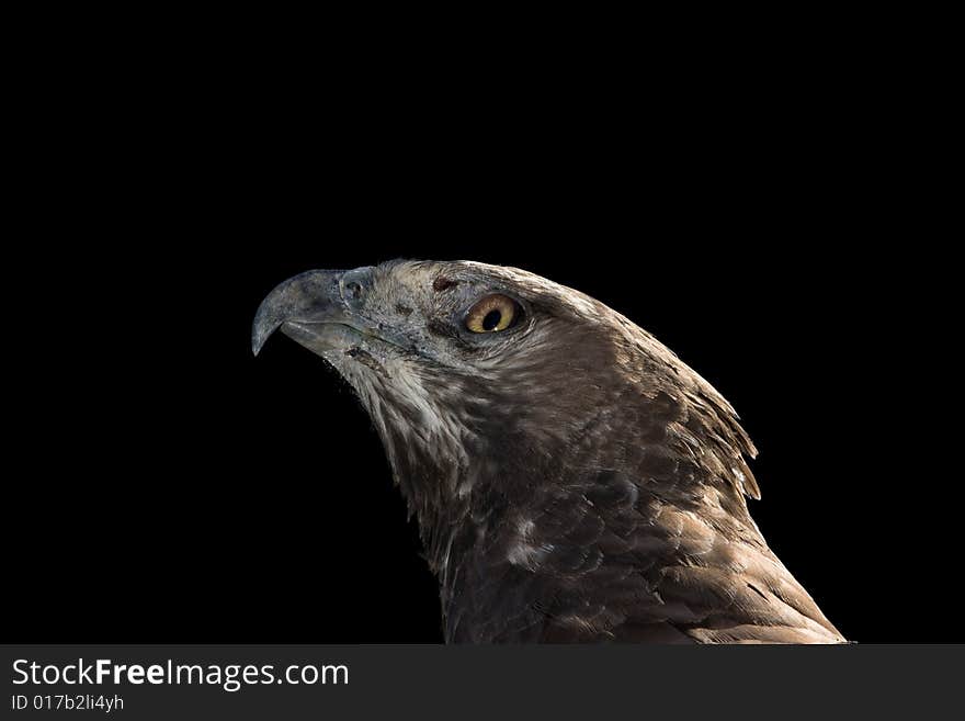 Martial Eagle Portrait on black background