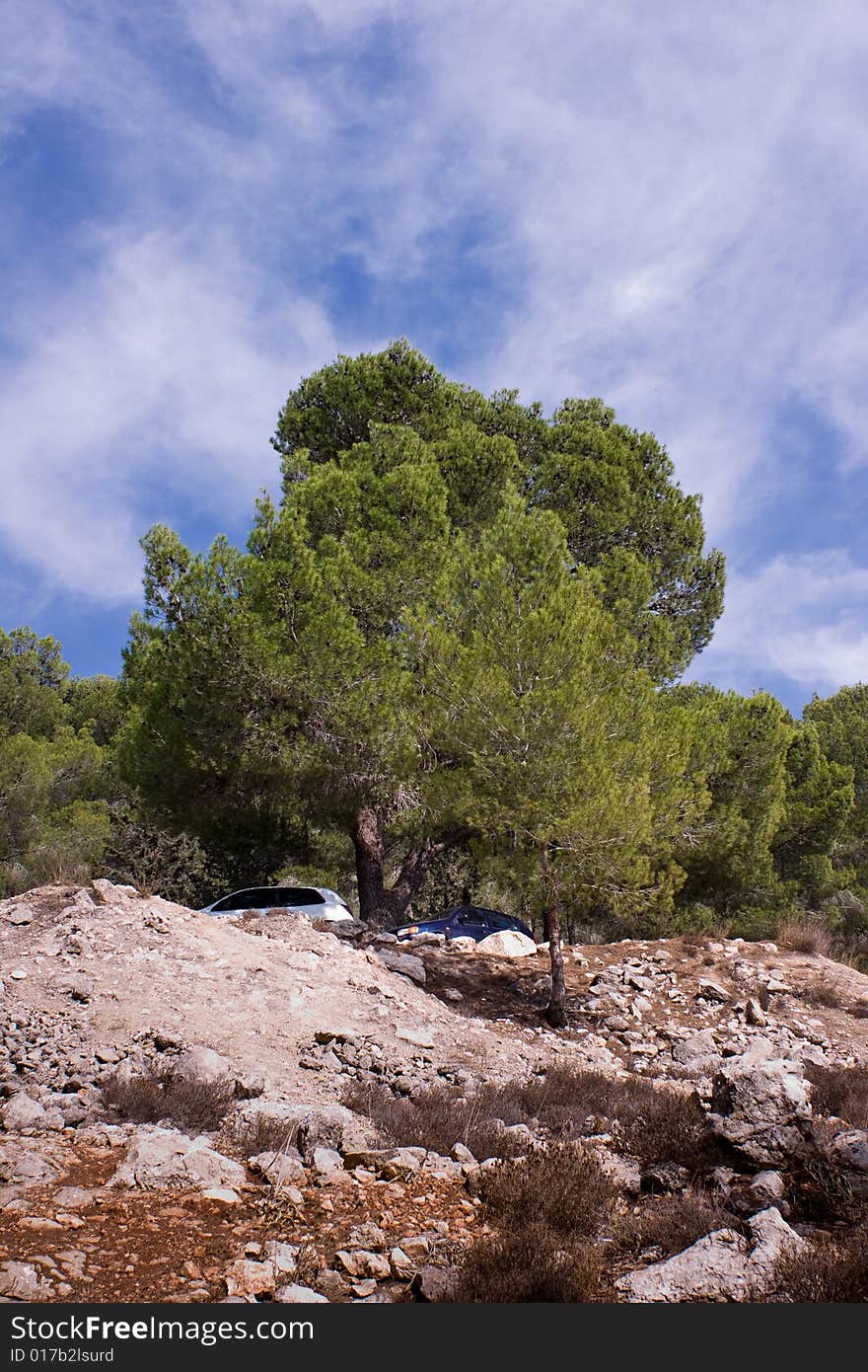 Trees and stones in the forest