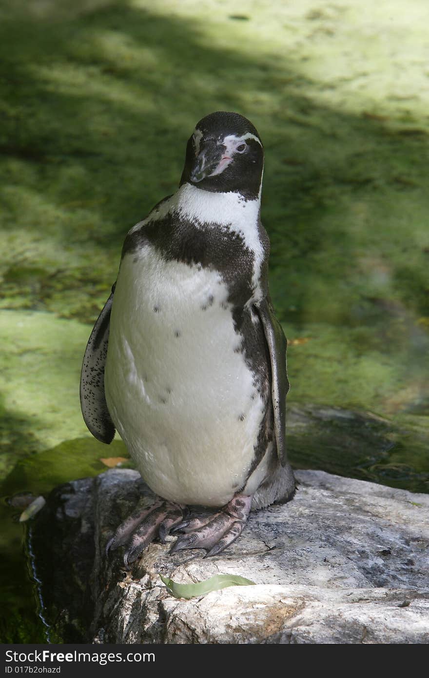 Humboldt Penguin