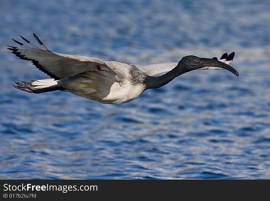 African Sacred Ibis in flight over water