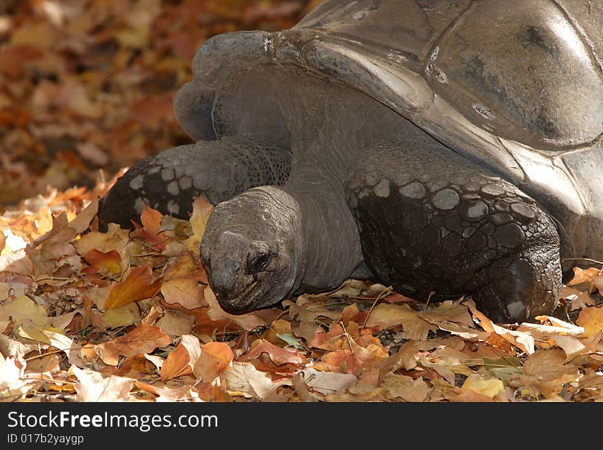 A Galapagos Turtle