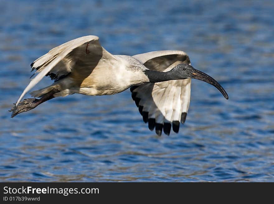 African Sacred Ibis in flight over water