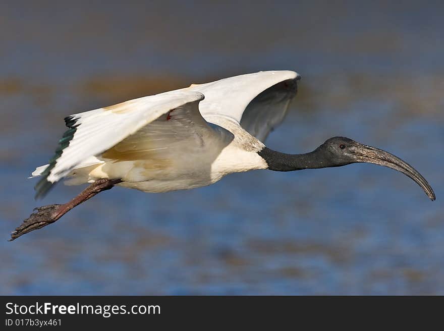 African Sacred Ibis in flight over water