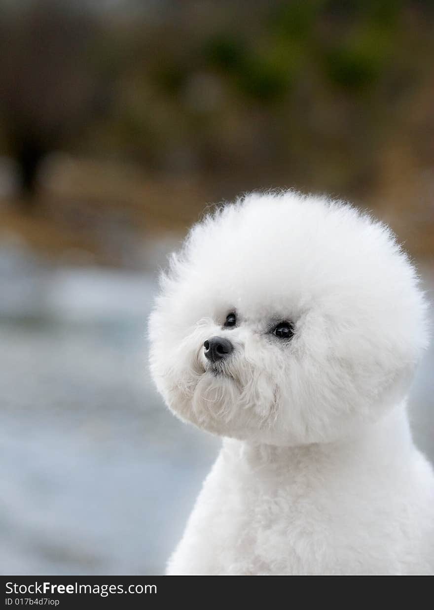 Bichon Frise French companion dog small dog white small quiff outdoors half-length forward green blue sky scenery black eye naive lovable disposition