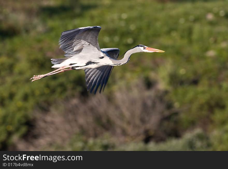 Grey Heron in flight