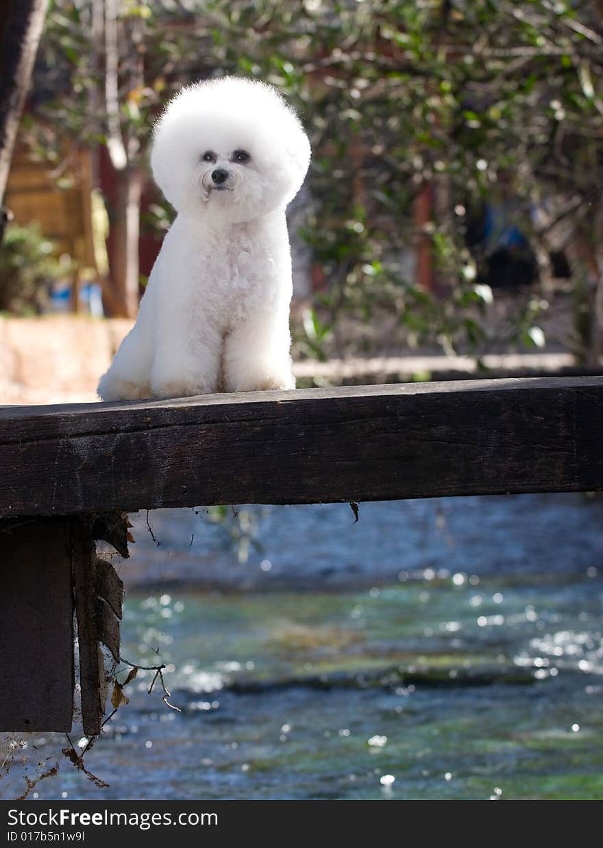 Bichon Frise The French companion dog small dog white small quiff outdoors small bridge over the flowing stream scenery leaf sits lies the naive south of Yangzi River to like the blue sky white clouds peacefully