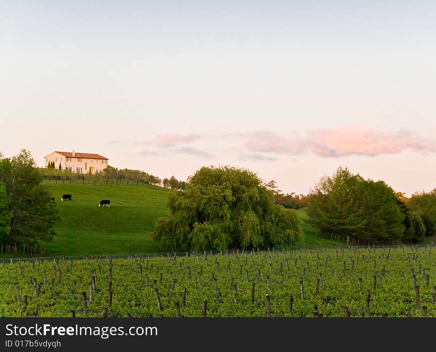 Vineyard scene.Colorful Sunset in Auckland, New Zealand.