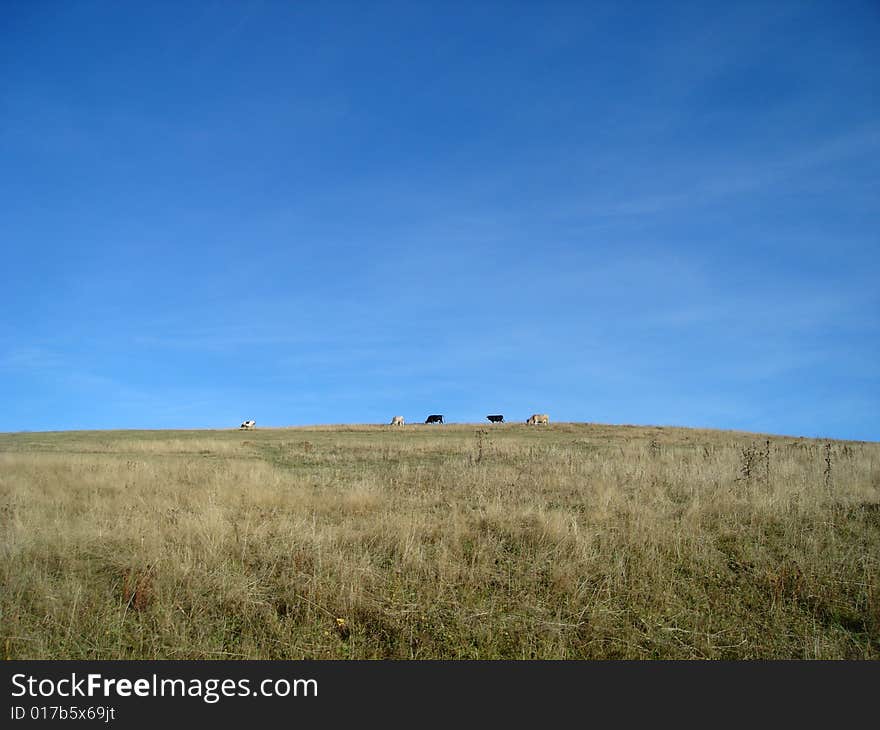 Cows on meadow