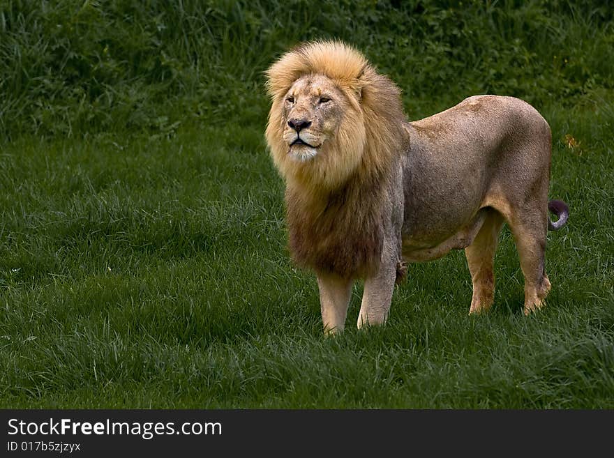 African Lion standing in green grass