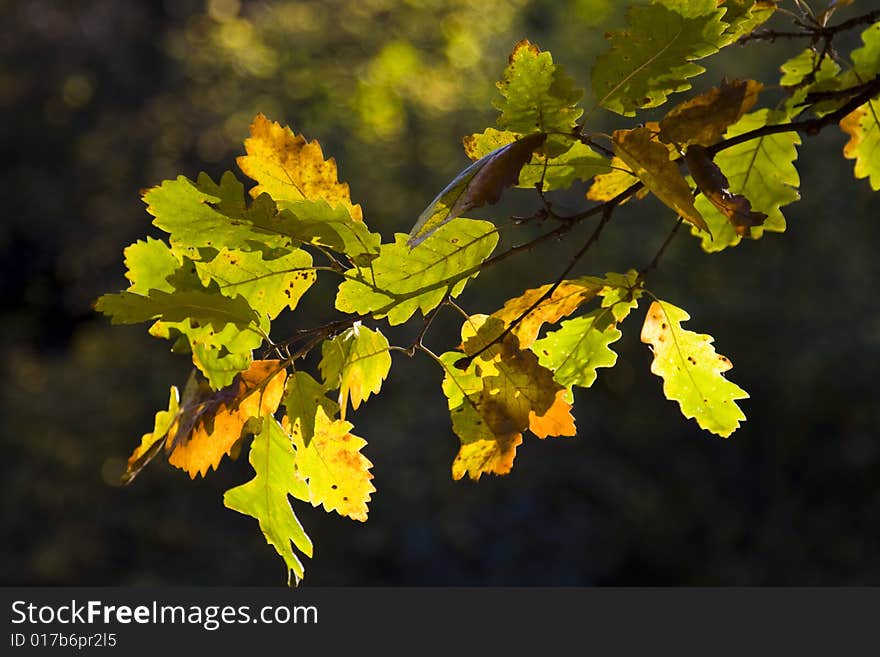 Colorful autumn leaves in warm sunlight