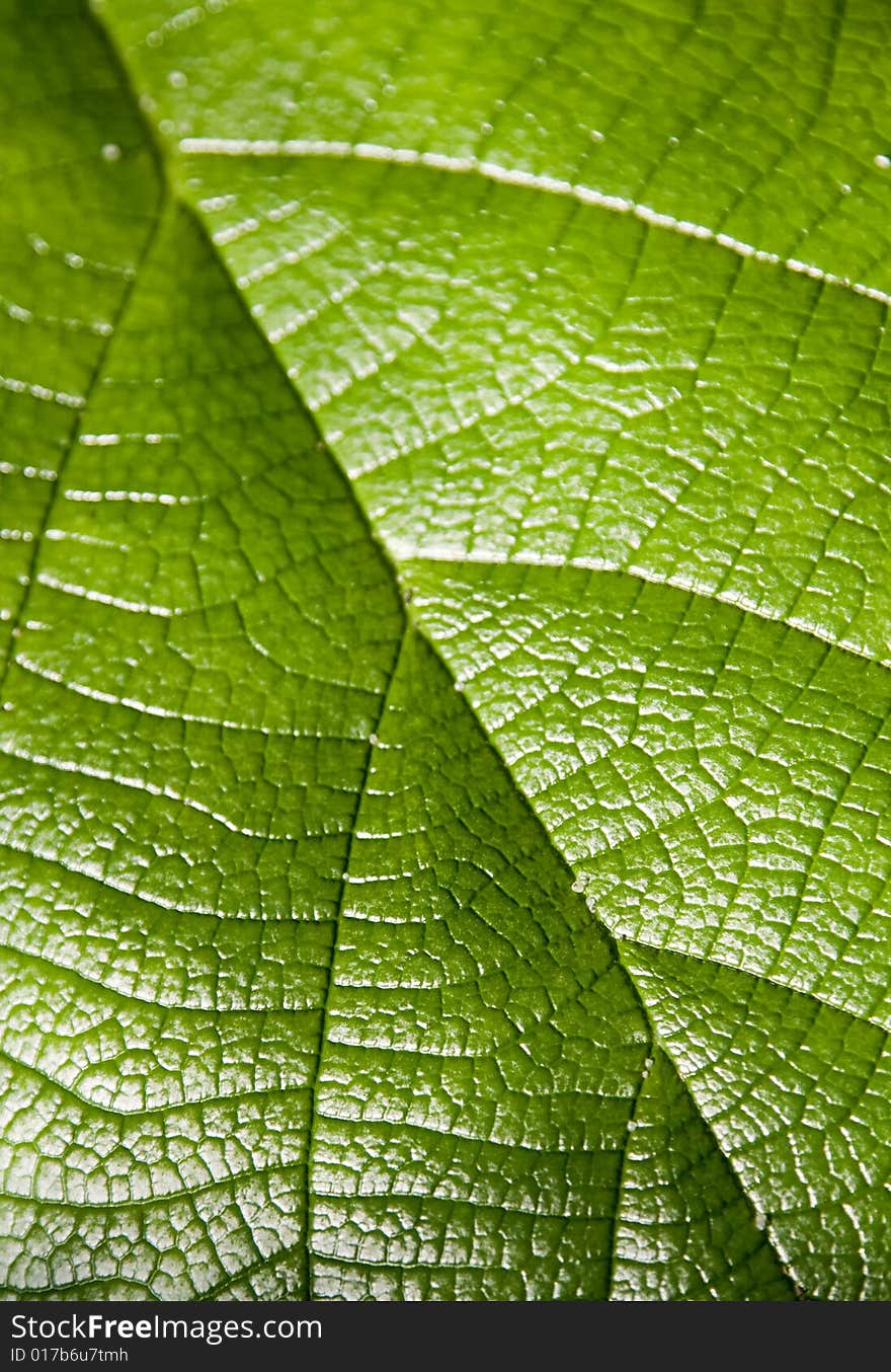 Close up on green leaf veins