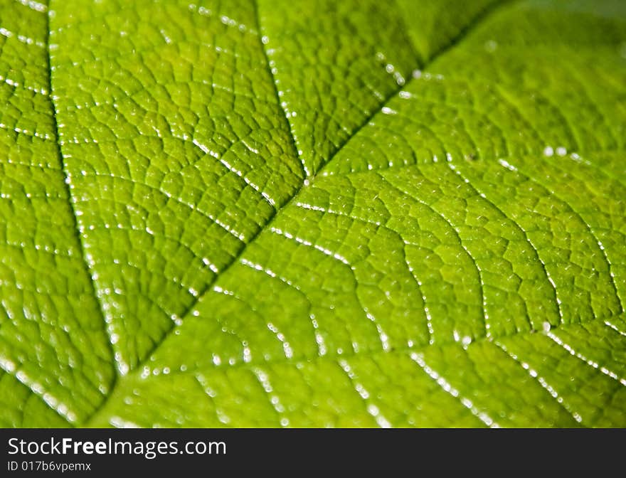 Close up on green leaf veins