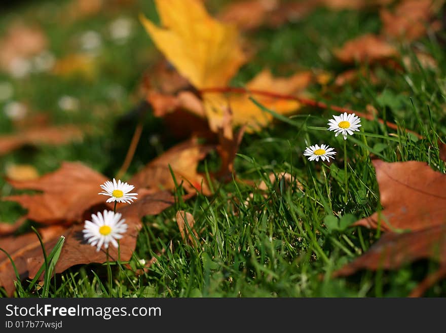 Daisies