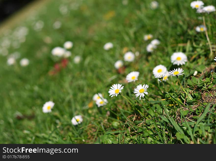 Daisies in the park