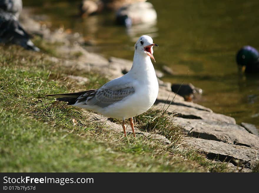 Gull on the grass park. Gull on the grass park