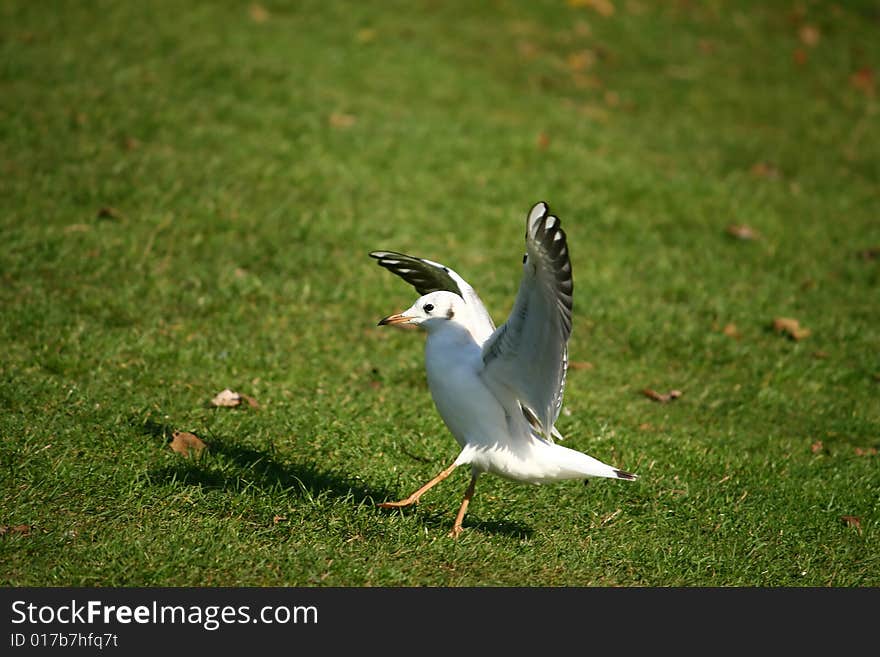 Sea-gull landing on the grass. Sea-gull landing on the grass