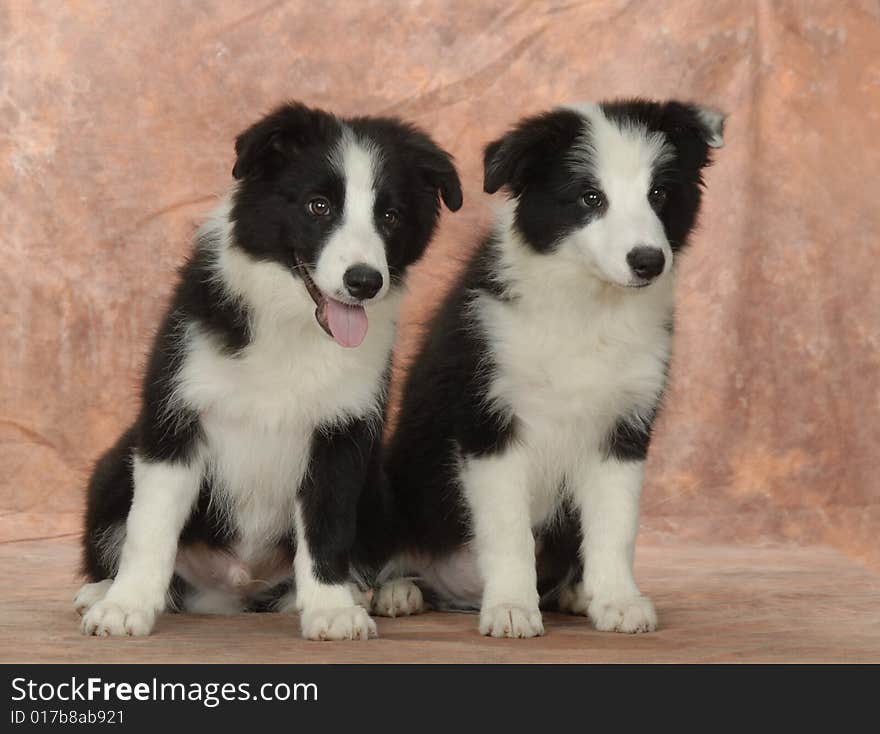 Border Collie British intelligent graceful agile black white indoor mischievous two sit lovable brothers to play creates a disturbance happily joyful