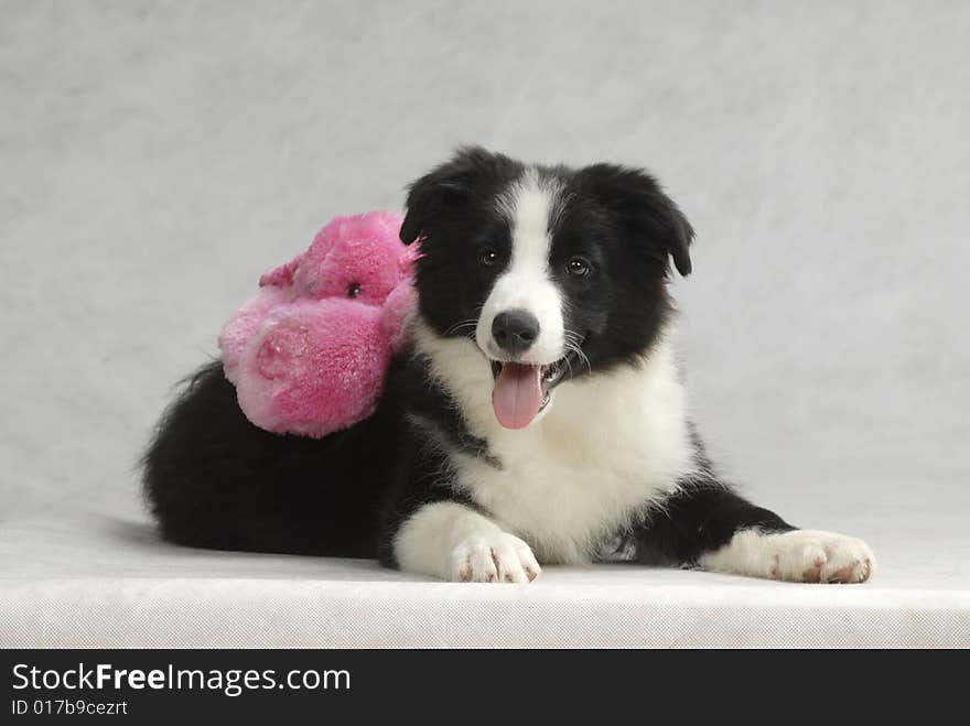 Border Collie