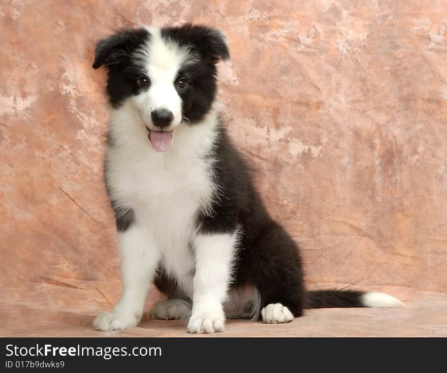 Border Collie his stature is solid, is muscular, has the smooth outline, for person's impression is the movement effortlessly, and has the infinite endurance. This characteristic causes him to become the ranked first in the world sheepdog.