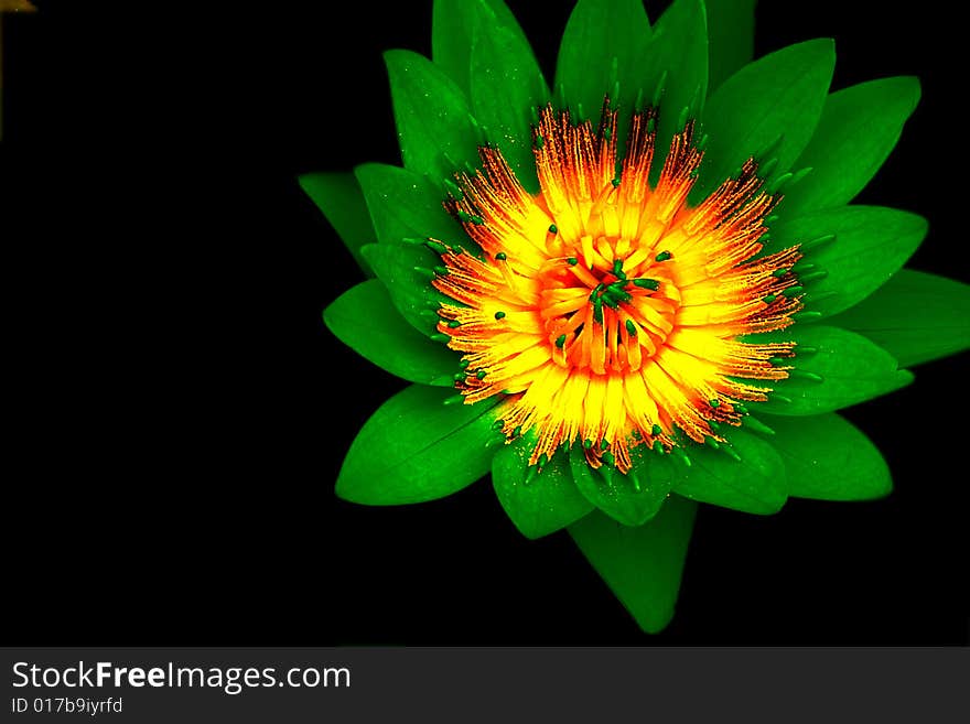 Close up view of flower. Close up view of flower