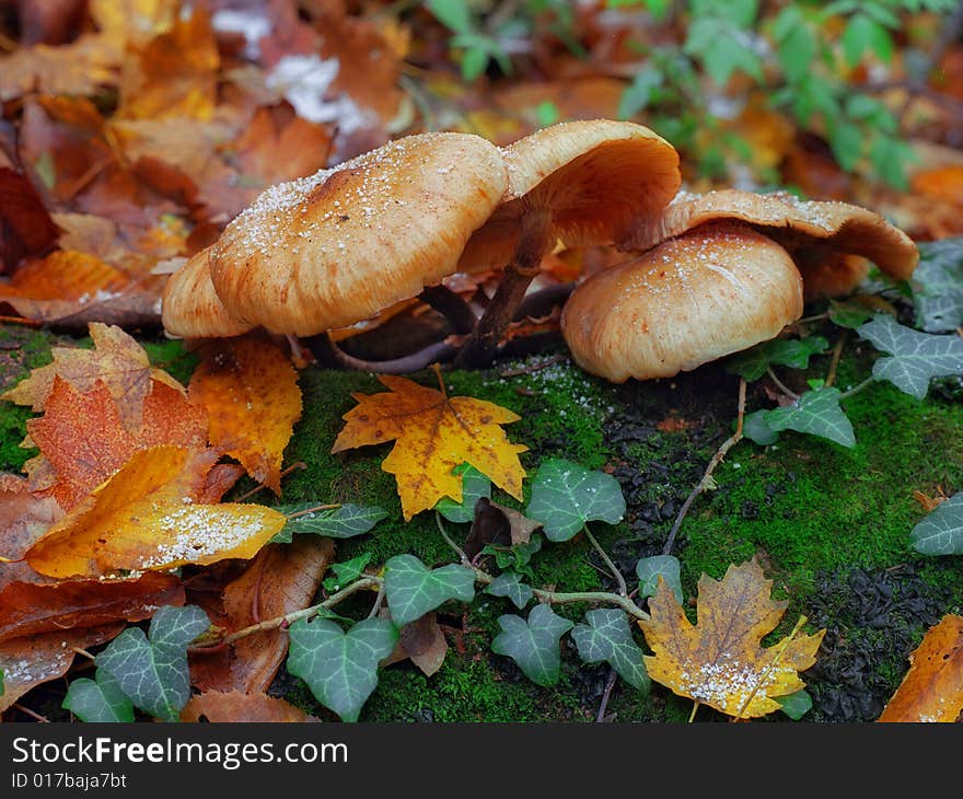 Snow On The Mushrooms