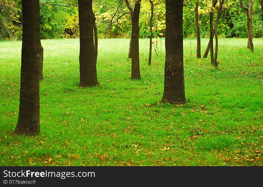 A beautiful forest in autumn. A beautiful forest in autumn.