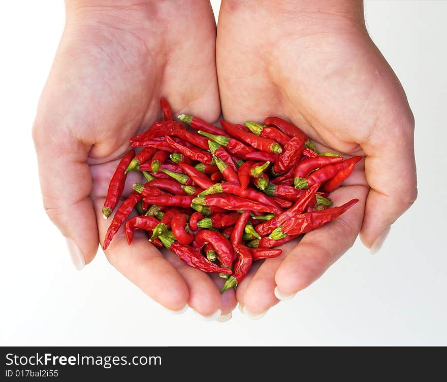 Hot chili harvest