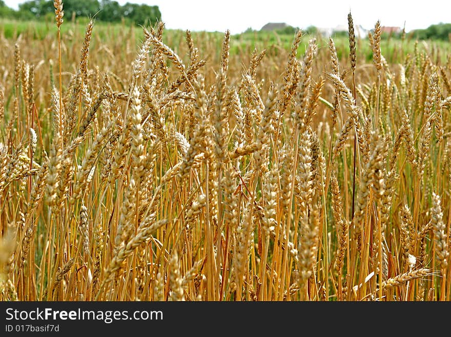 Beautiful box with a beautiful wheat!