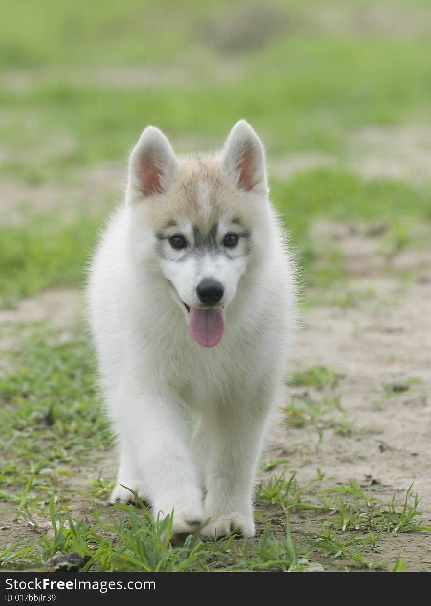 Siberian husky The gentleman wonderful (Siberia sled dog) is east Siberia nomads Iraq slave Jork governs the dog which the race raises to plant especially, always holds the post pulls the sled, the guidance caribou and guards and so on work. Moreover, can work under the Siberia bad environment.