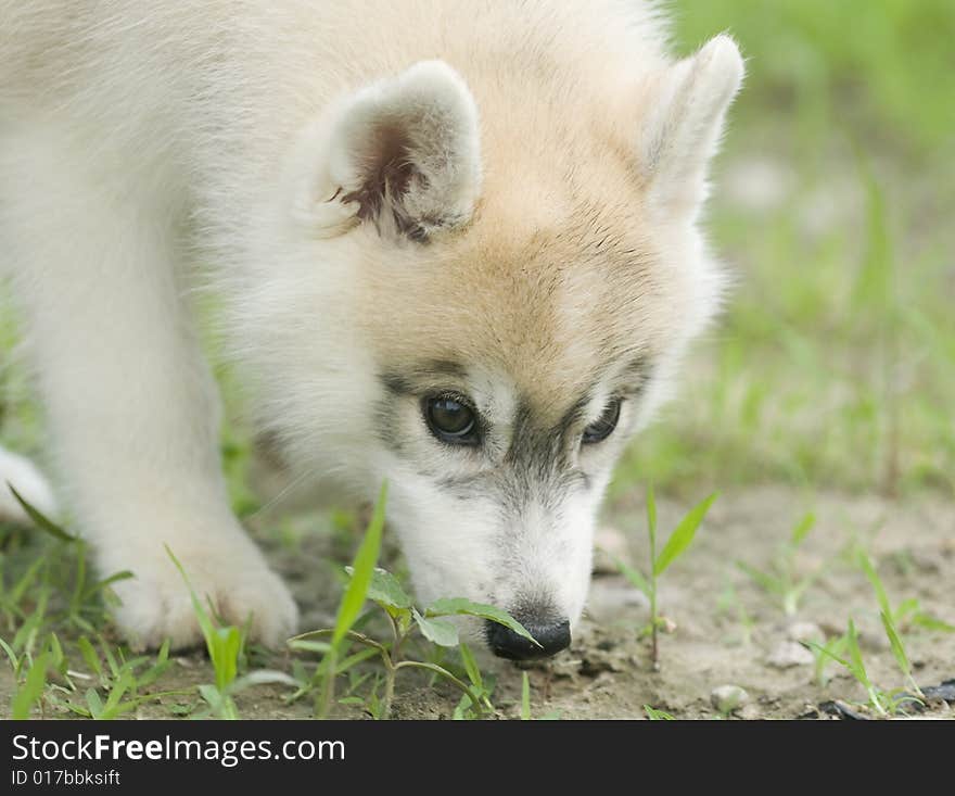 Siberian husky