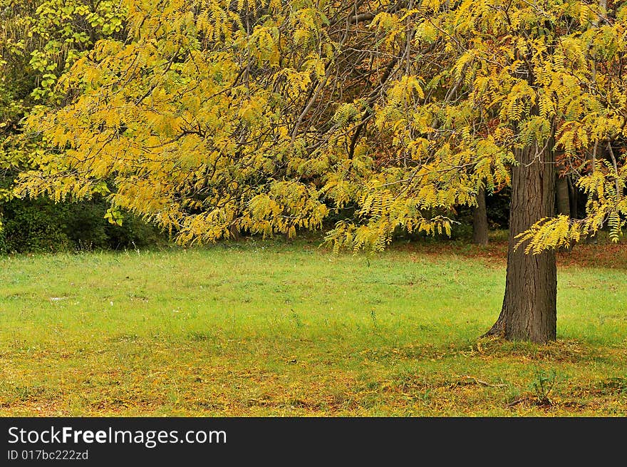 A beautiful forest in autumn. A beautiful forest in autumn.