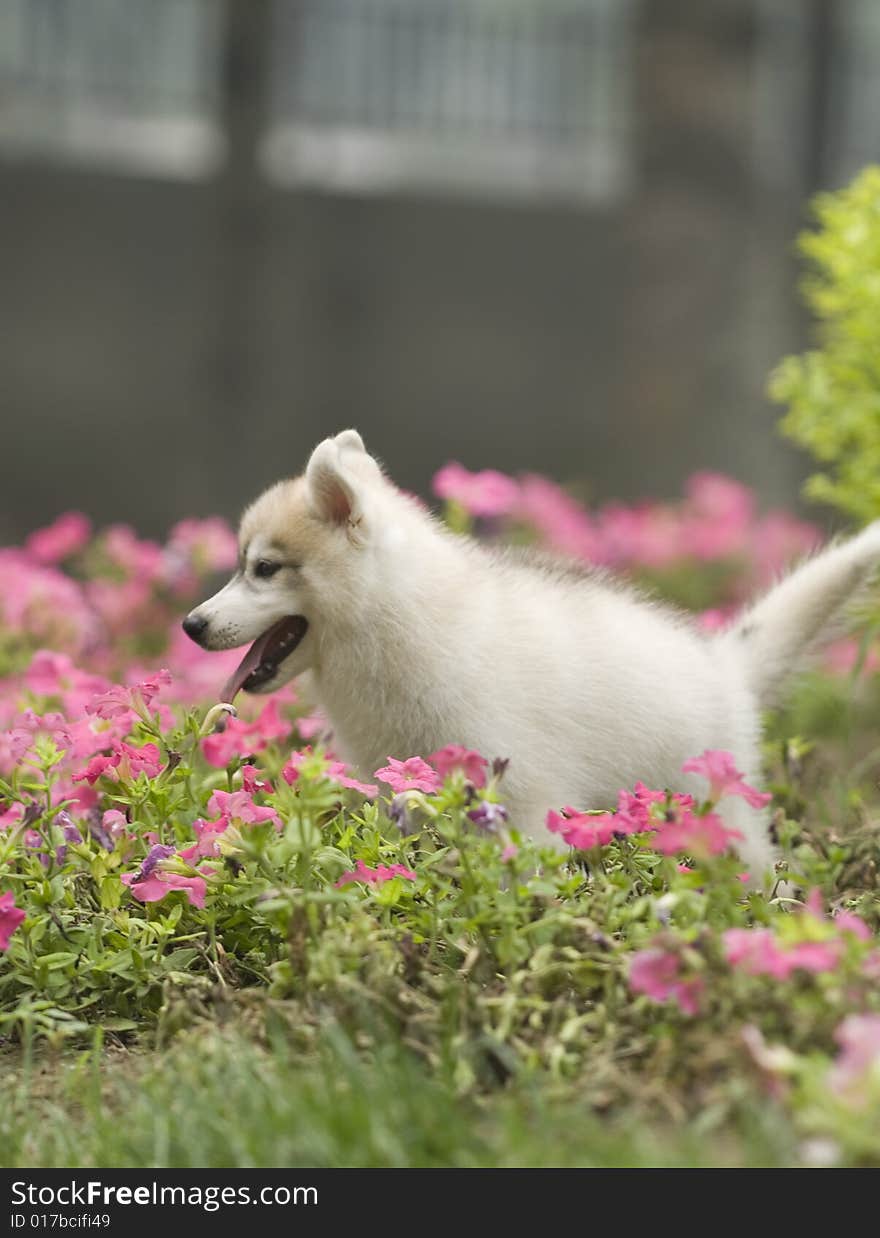 The dog  to stand in the forest。. The dog  to stand in the forest。