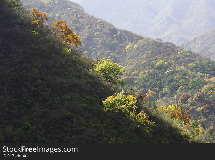 Trees on hill