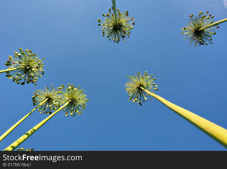 High reed plants with seeds against sky