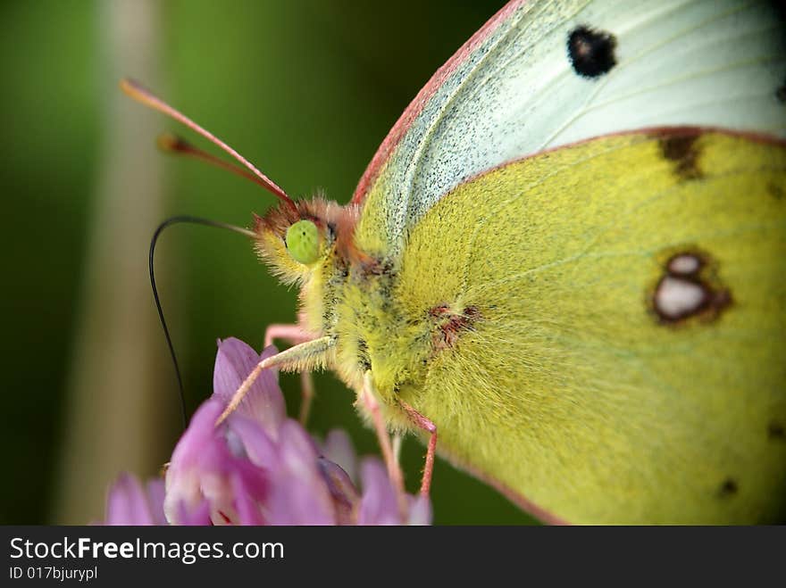 Yellow butterfly on flower