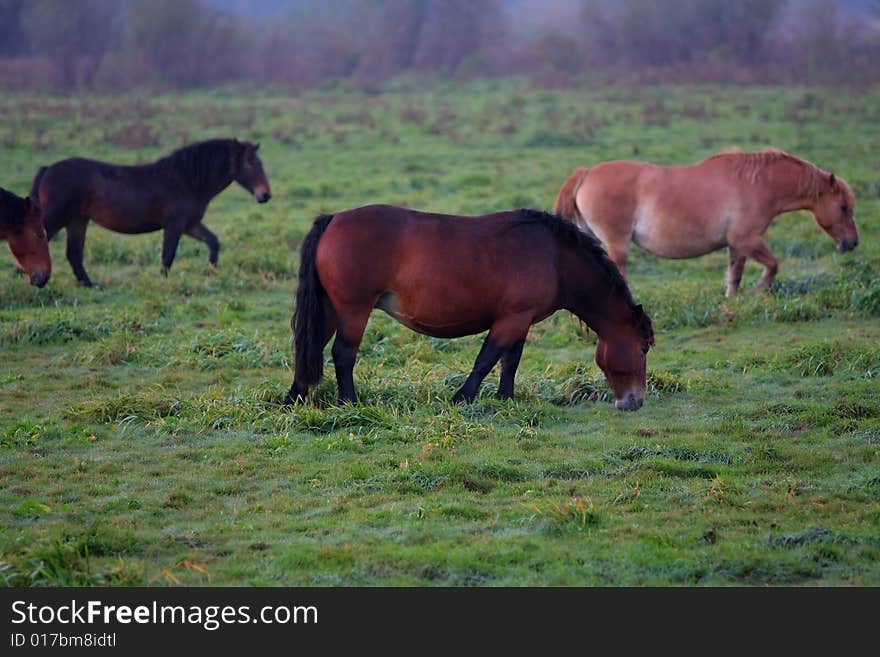 Wild horses running on the early, foggy morning