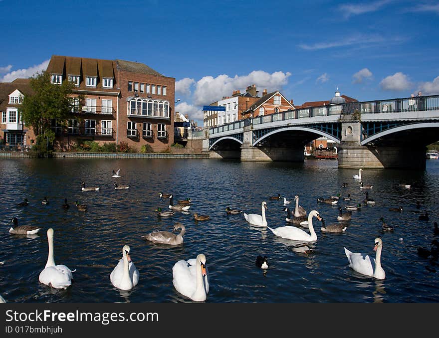 Swans and ducks in the river near of bridge