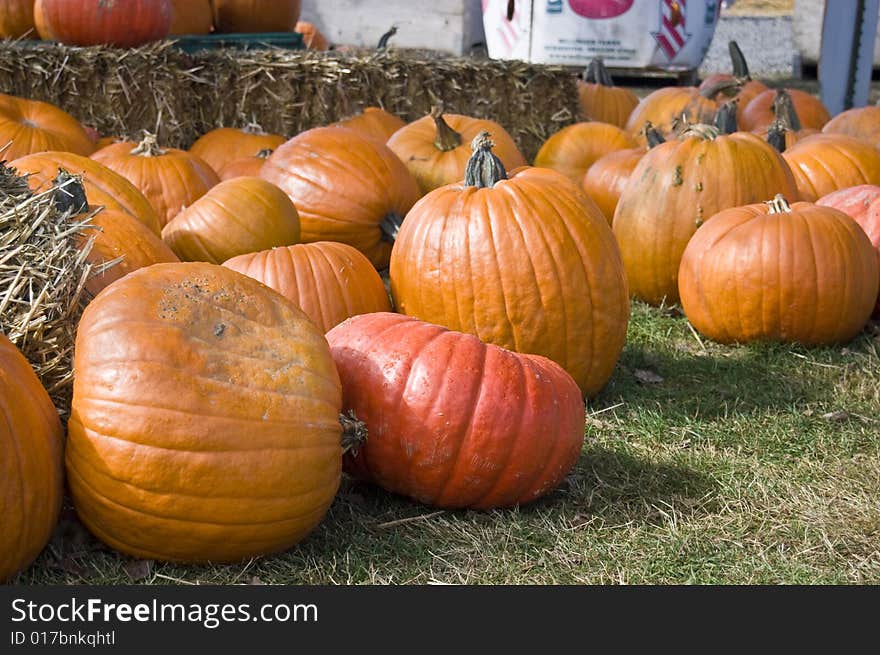 A day at the pumpkin patch. A day at the pumpkin patch