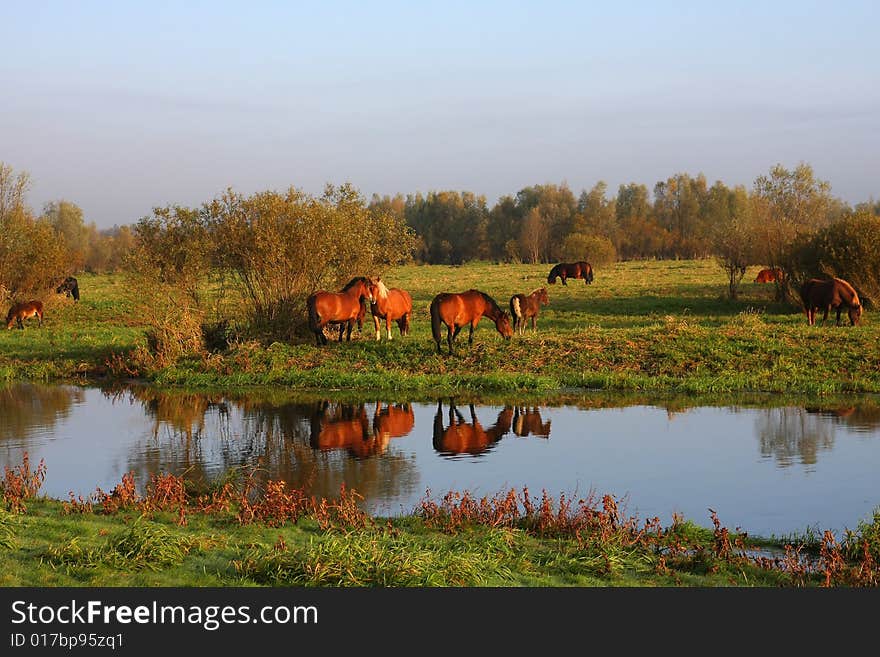 Wild horses running on the early, foggy morning over the river. Wild horses running on the early, foggy morning over the river