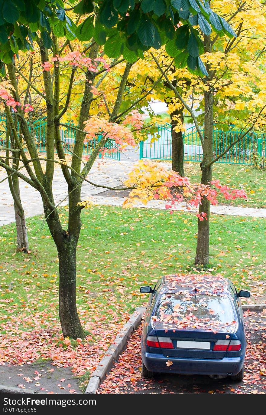 Car with fallen leaves on the street