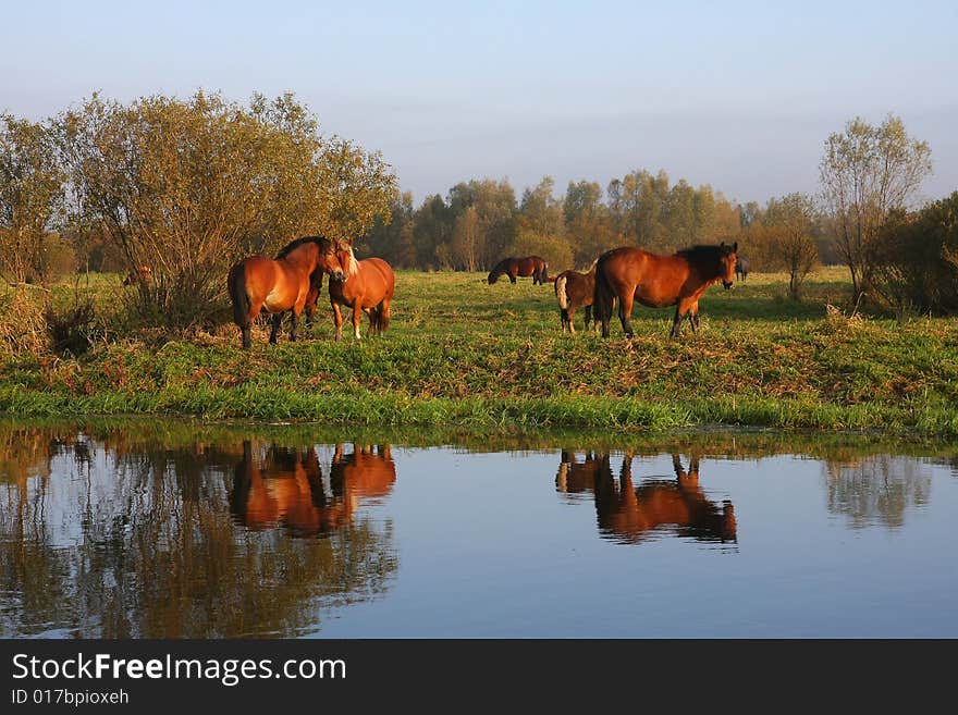 Wild horses running on the early, foggy morning over the river. Wild horses running on the early, foggy morning over the river