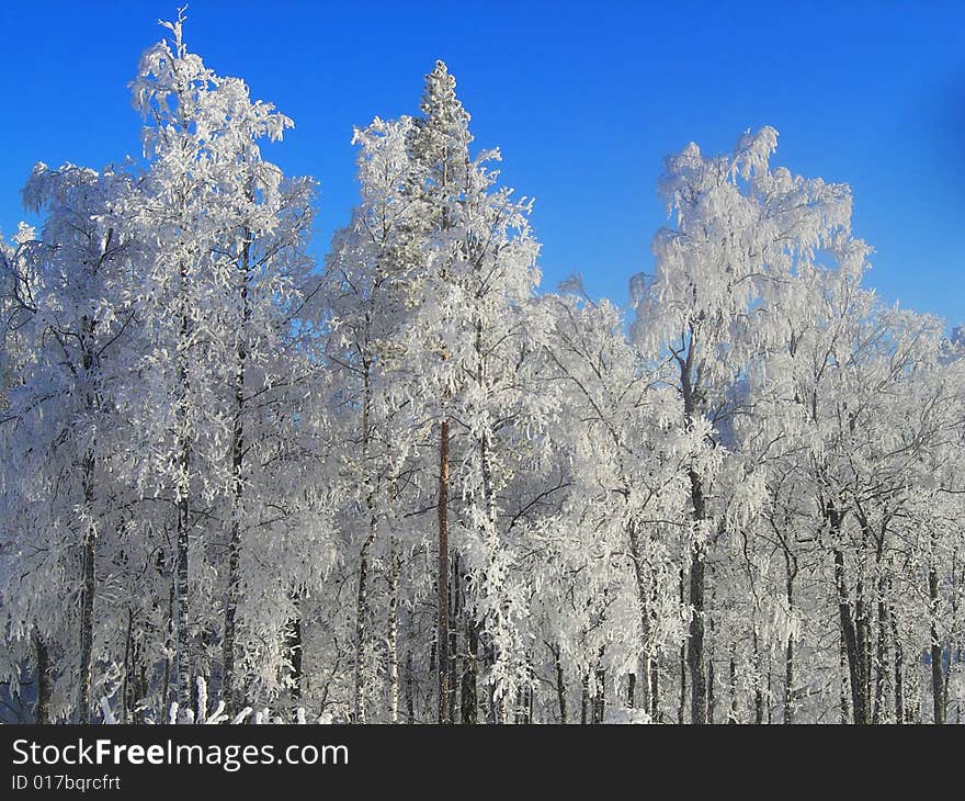 Winter scene