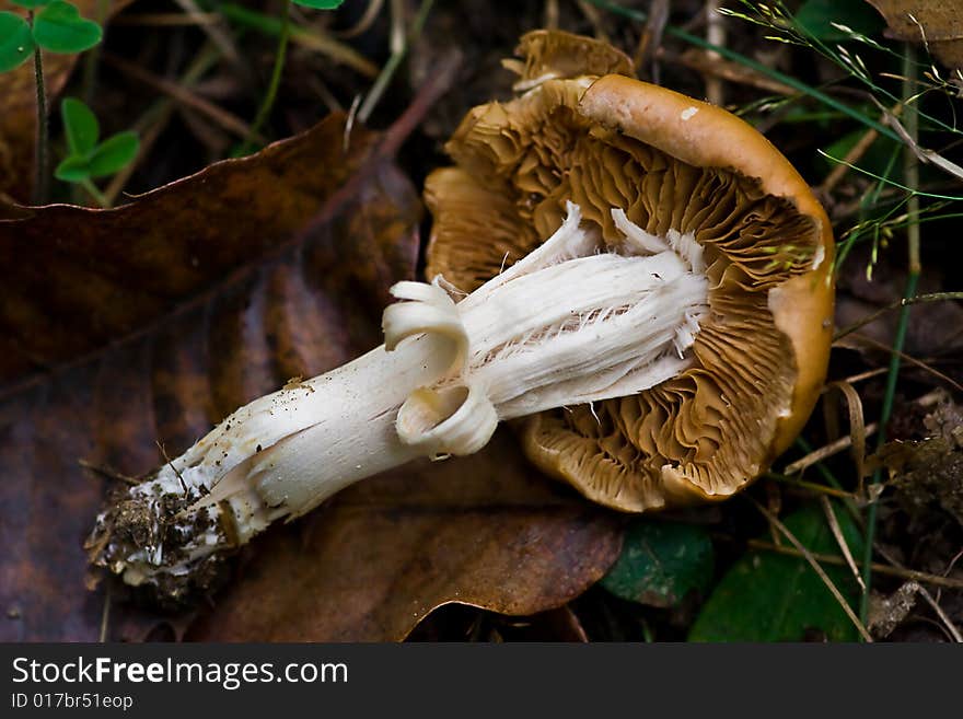 An inedible mushroom on the ground. An inedible mushroom on the ground