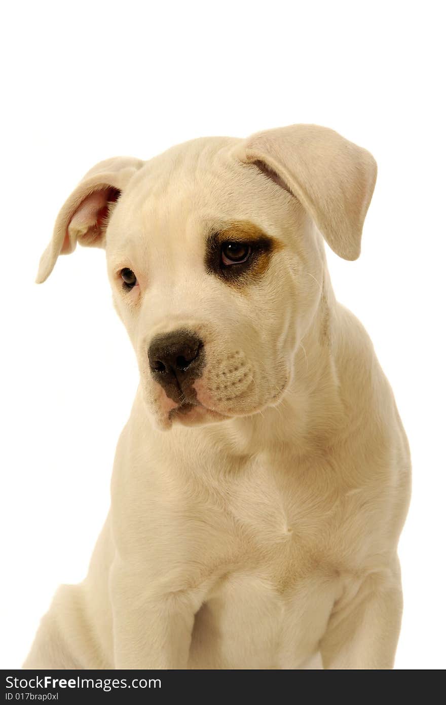 Sweet puppy on a white background