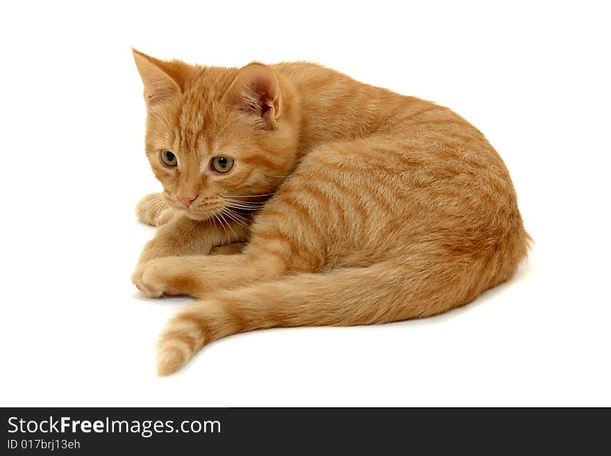 Sweet small kitten resting on a white background. Sweet small kitten resting on a white background