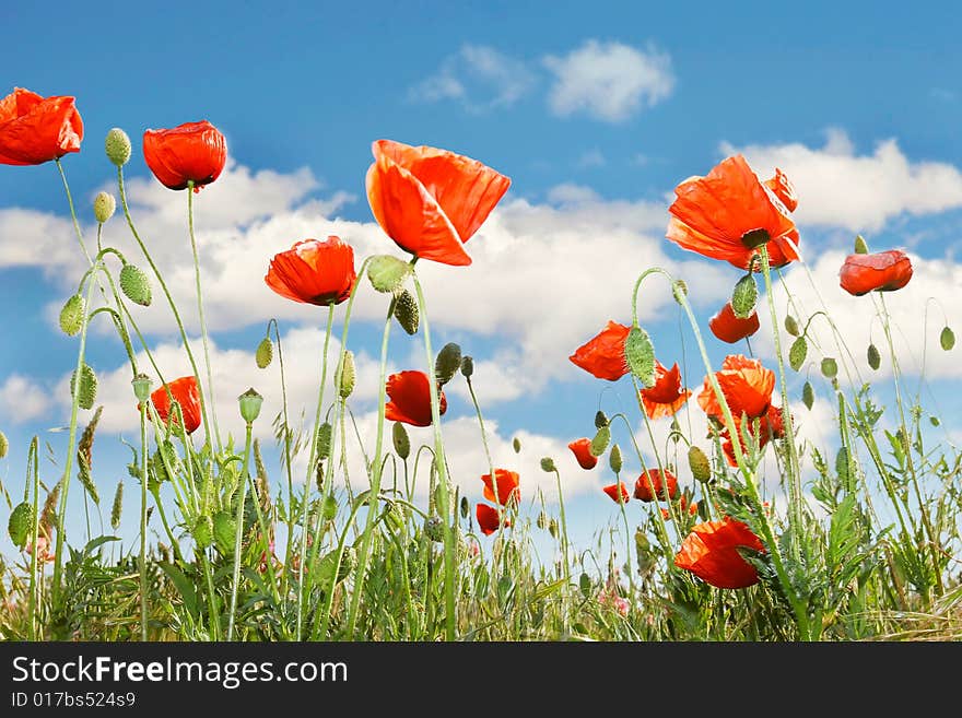 Red poppies over sky background