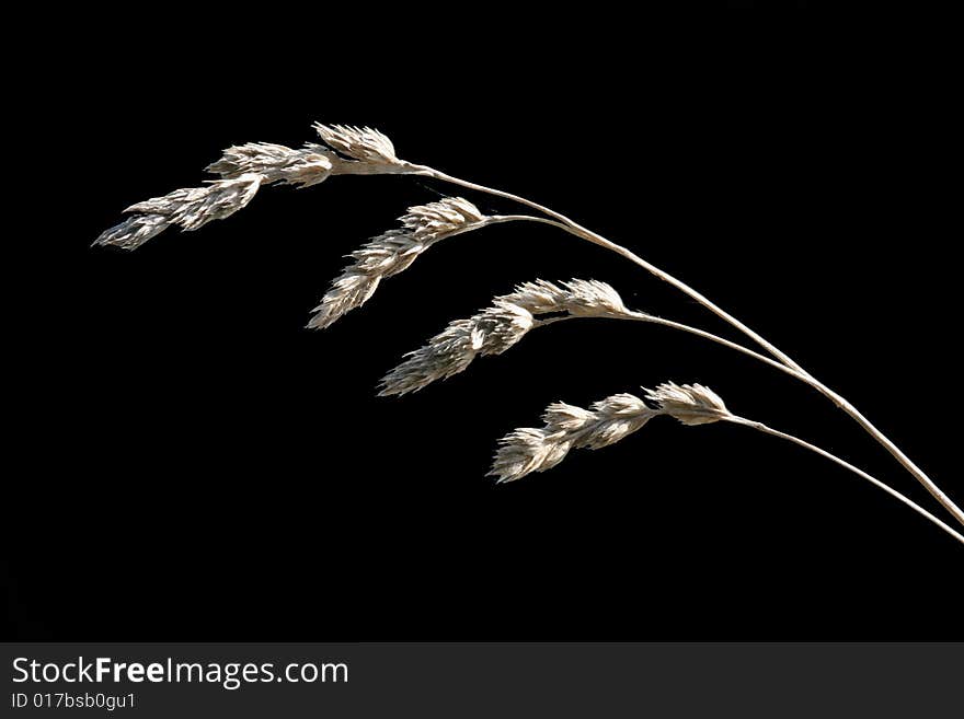 Grass on black background